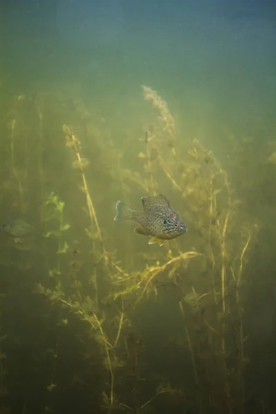 Sunfish Nageant Dans Champ Algèbre — Photo