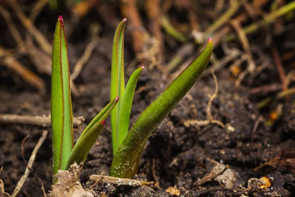 Two Tulip Sprout Coming Out Earth — Stock Photo, Image