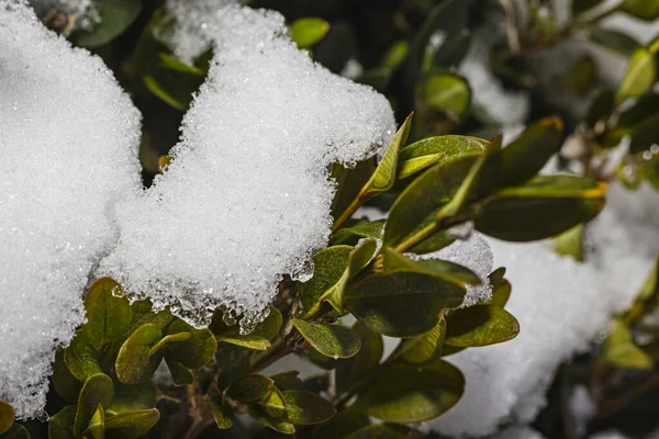 Petit Congé Sur Une Branche Culminant Hors Neige — Photo