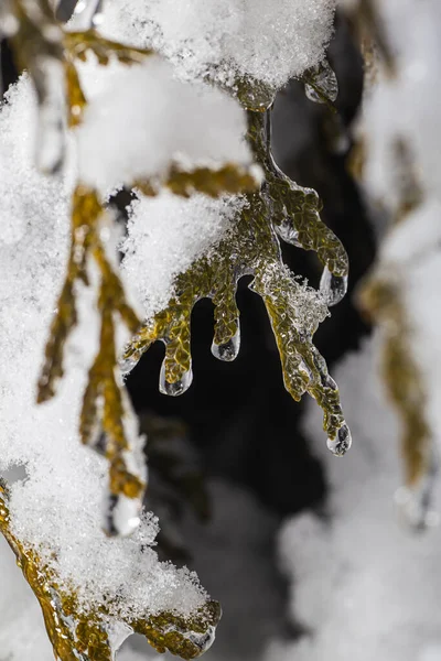 Macro Shot Snow Ice Covered Cedar Branch — Stock Photo, Image