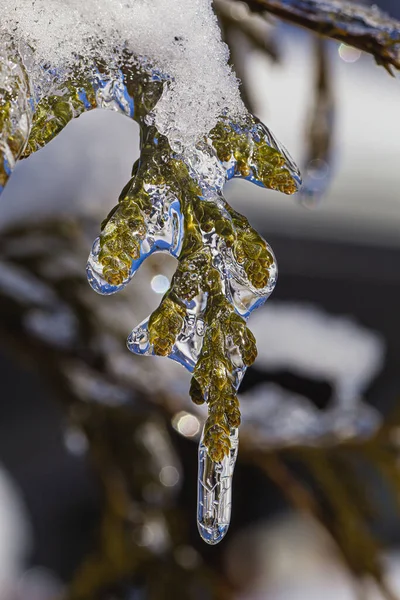 Sedir Dalı Kaplı Bir Buzun Makro Görüntüsü — Stok fotoğraf