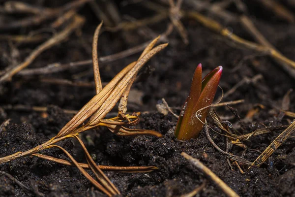 Red Tip Tulip Sprout Coming Out Ground — Stock Photo, Image