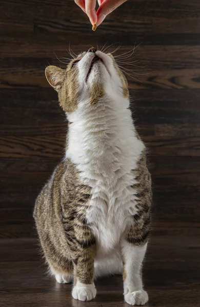 Mano Que Viene Parte Superior Sosteniendo Una Golosina Para Gato — Foto de Stock