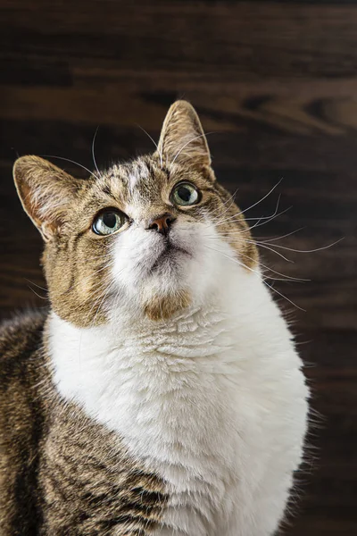 Porträt Einer Katze Mit Gekreuztem Auge Vor Dunklem Holzhintergrund — Stockfoto