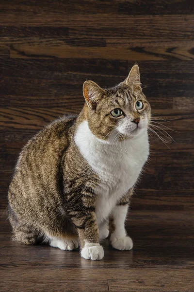 Malá Tabby Kočka Pozadí Tmavého Dřeva — Stock fotografie