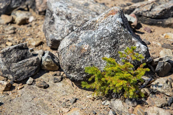 Small Bush Growing Rock Arid Environnement — Stock Photo, Image