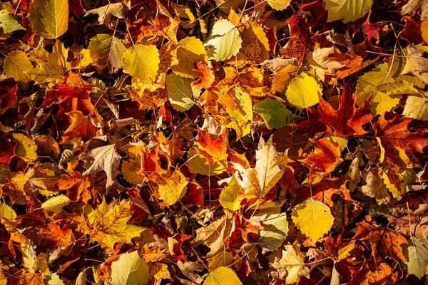 真正彩色落叶在地面上的纹理 — 图库照片