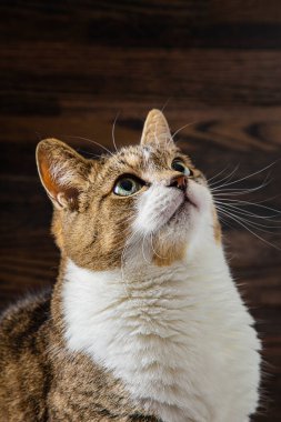 Tekir kedi karanlık bir tahta arka plana bakıyor.