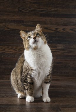 Tekir kedi, karanlık bir tahta arka planda kaybolmuş.