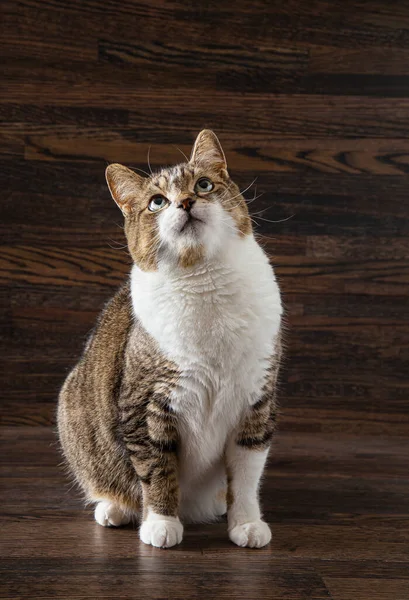 Tabby Katze Verloren Vor Dunklem Holzhintergrund — Stockfoto