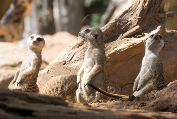 Tres suricatas de pie —  Fotos de Stock