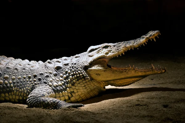 Een krokodil met geopende snuit — Stockfoto