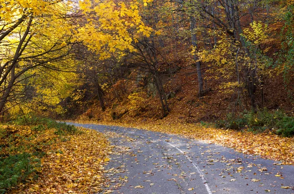 Estrada de outono na floresta de montanha — Fotografia de Stock