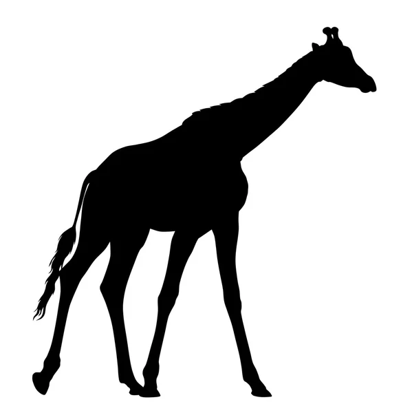 Vektorillustration einer Giraffe — Stockvektor