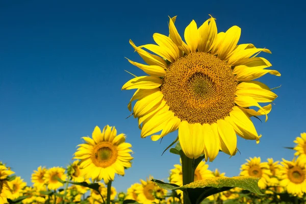 Girasoles en el cielo azul —  Fotos de Stock