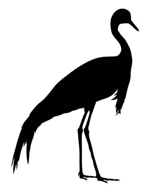 Demoiselle crane silhouette