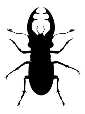 Stag beetle siluet