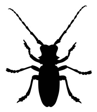 Böceği Morimus Funereus