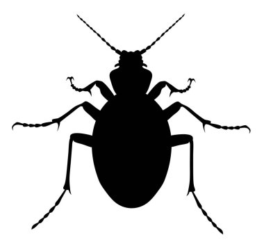 Carabus Coriaceus Beetle