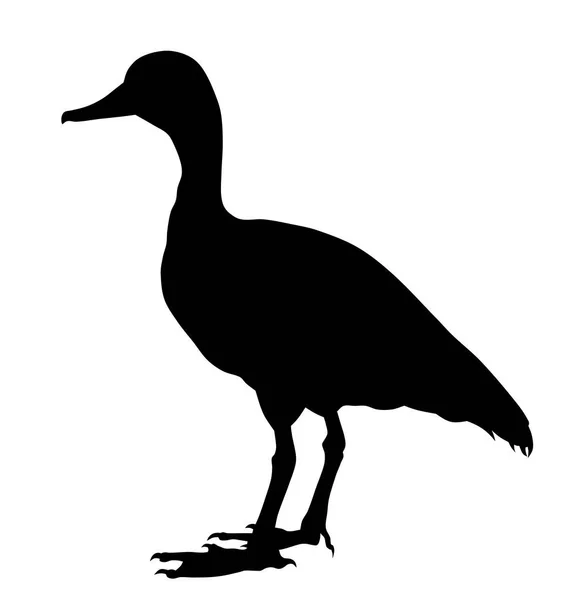 Black bellied whistling duck silhouette — Stock Vector