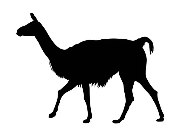 Lama ! — Image vectorielle