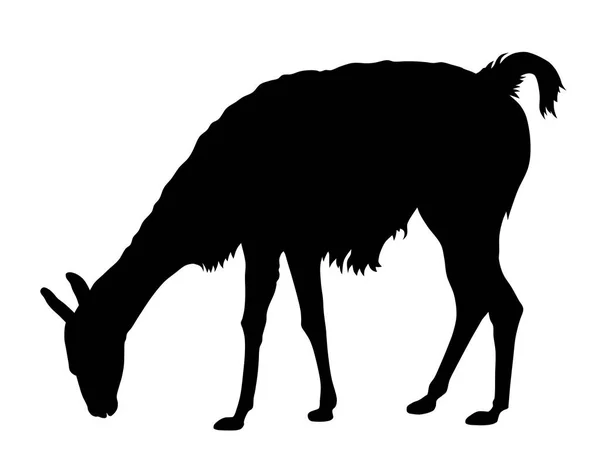 Llama — Stock Vector