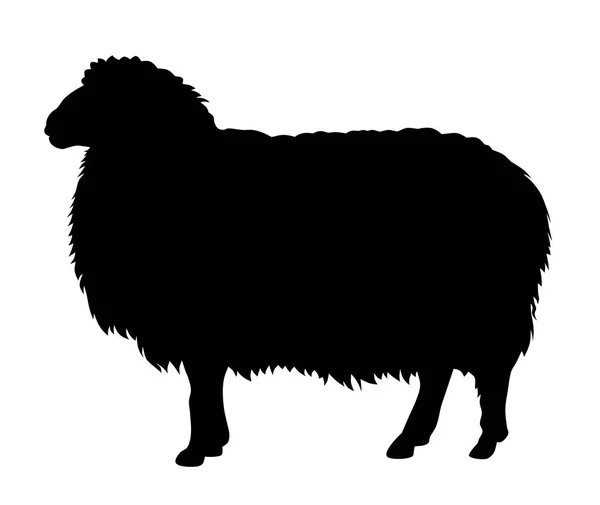 羊 — ストックベクタ