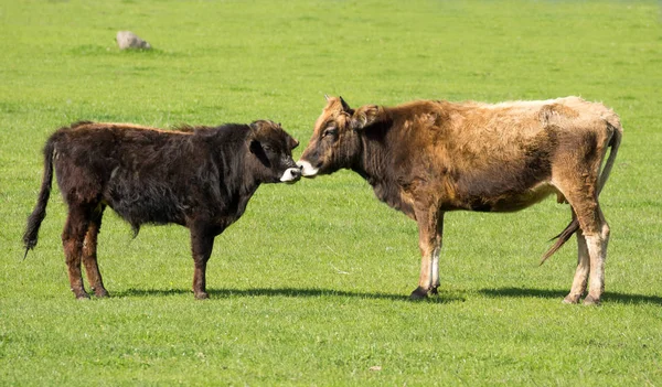 Kráva a malé ox — Stock fotografie