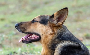 Köpek kafasının profilini kapat