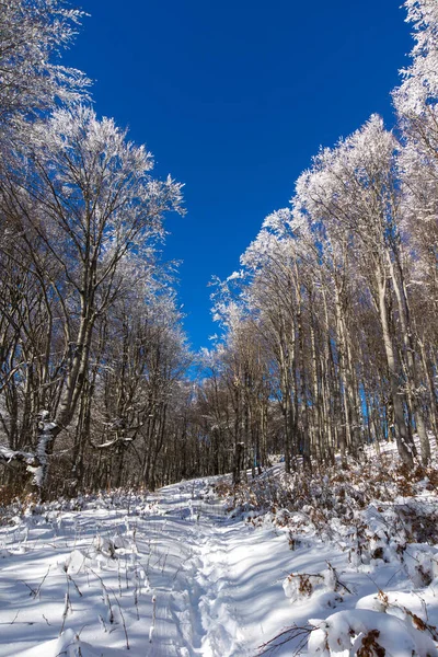 Frozen Trees Mountain High — Stock Photo, Image