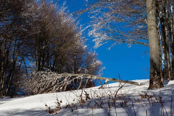 Замерзшие Деревья Горах — стоковое фото