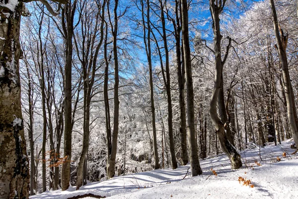 Árboles Congelados Montaña Alta — Foto de Stock