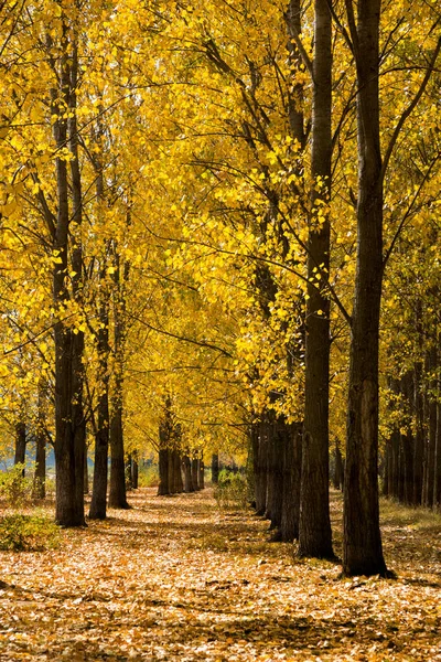 Cena Outono Com Árvores Folhas Amarelas Coloridas — Fotografia de Stock
