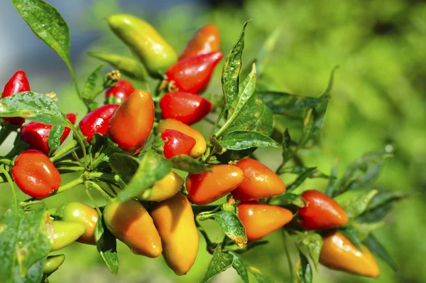 Fresno chilipeper — Stockfoto