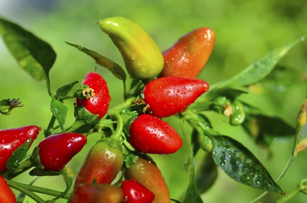 Papryka chili Fresno — Zdjęcie stockowe