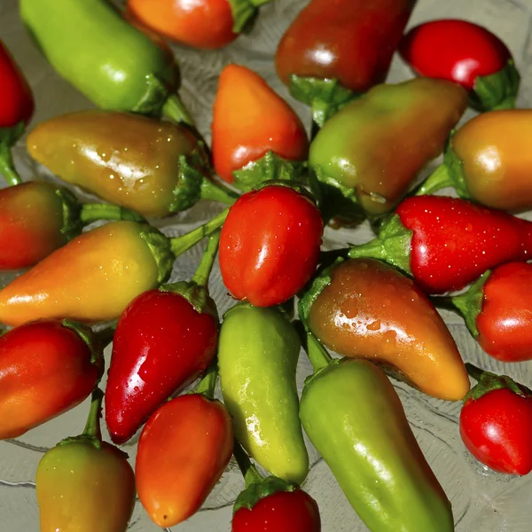Fresno chili pepper — Stock fotografie