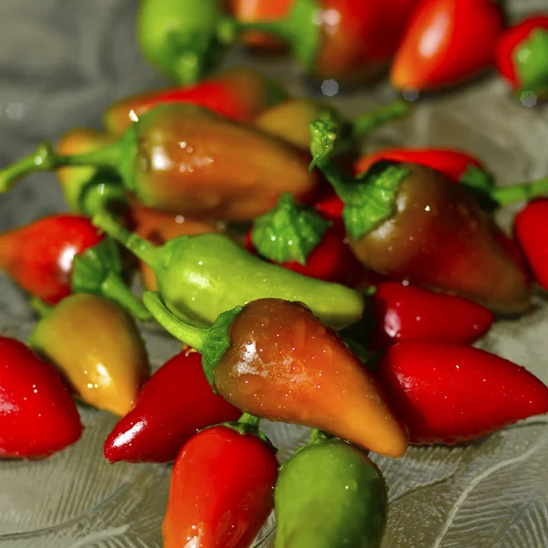 Fresno chili pepper — Stock fotografie