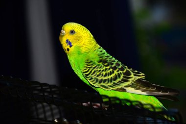 Muhabbet kuşu kafes içinde.