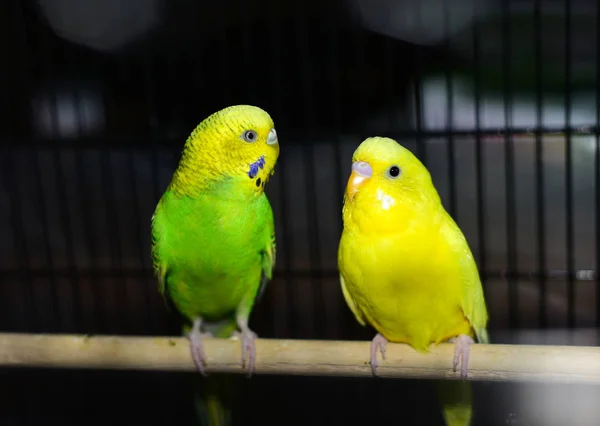 Parakeet in a cage. — Stock Photo, Image