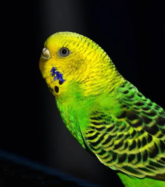 Parakeet in a cage. — Stock Photo, Image
