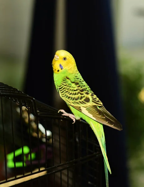 Papoušek v kleci. — Stock fotografie