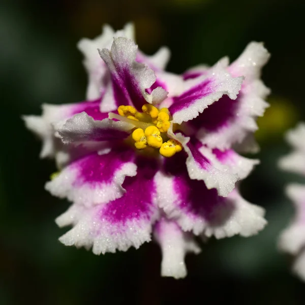 African violet växt — Stockfoto