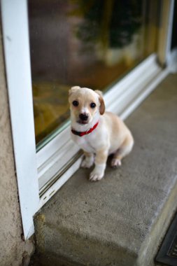 Kapıda oturan küçük bir köpek yavrusu
