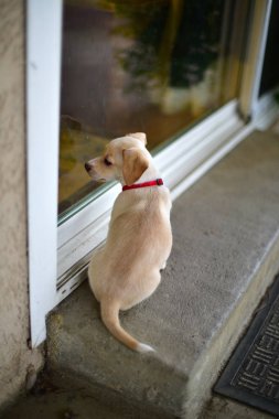 Kapıda oturan küçük bir köpek yavrusu
