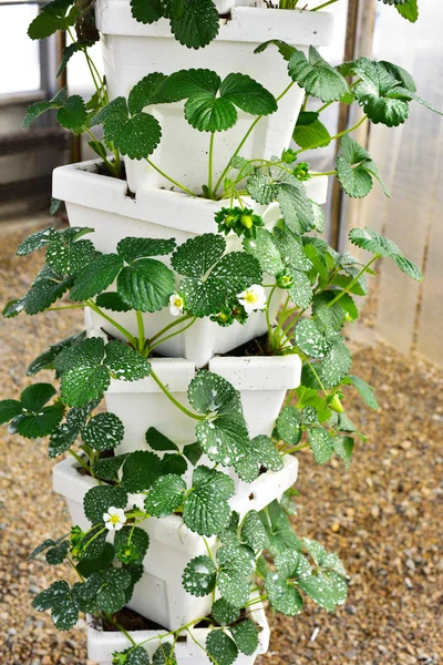 Strawberry plant tower — Stock Photo, Image