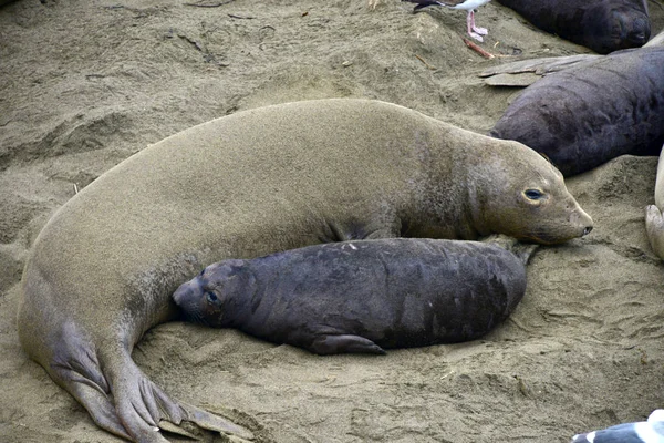 Vrouwelijke zeeolifant verzorging baby Stockafbeelding