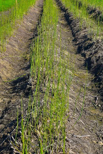 Champ d'asperges vertes — Photo