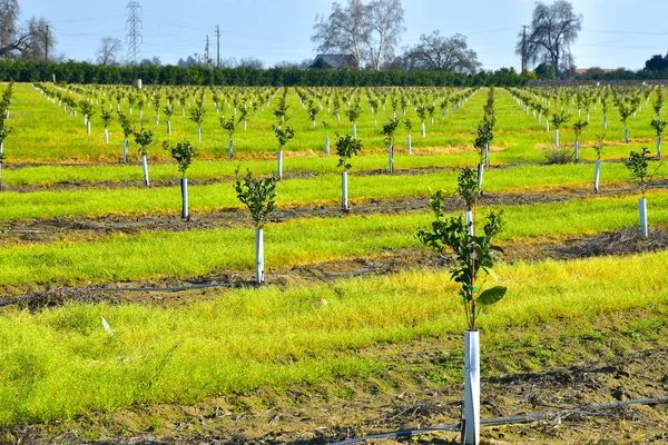 Jóvenes naranjos plantados en California —  Fotos de Stock