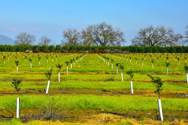 Młody nowy posadzonych drzew pomarańczowych, w Kalifornii — Zdjęcie stockowe