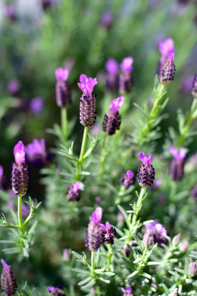 Lavendel bloemen planten — Stockfoto